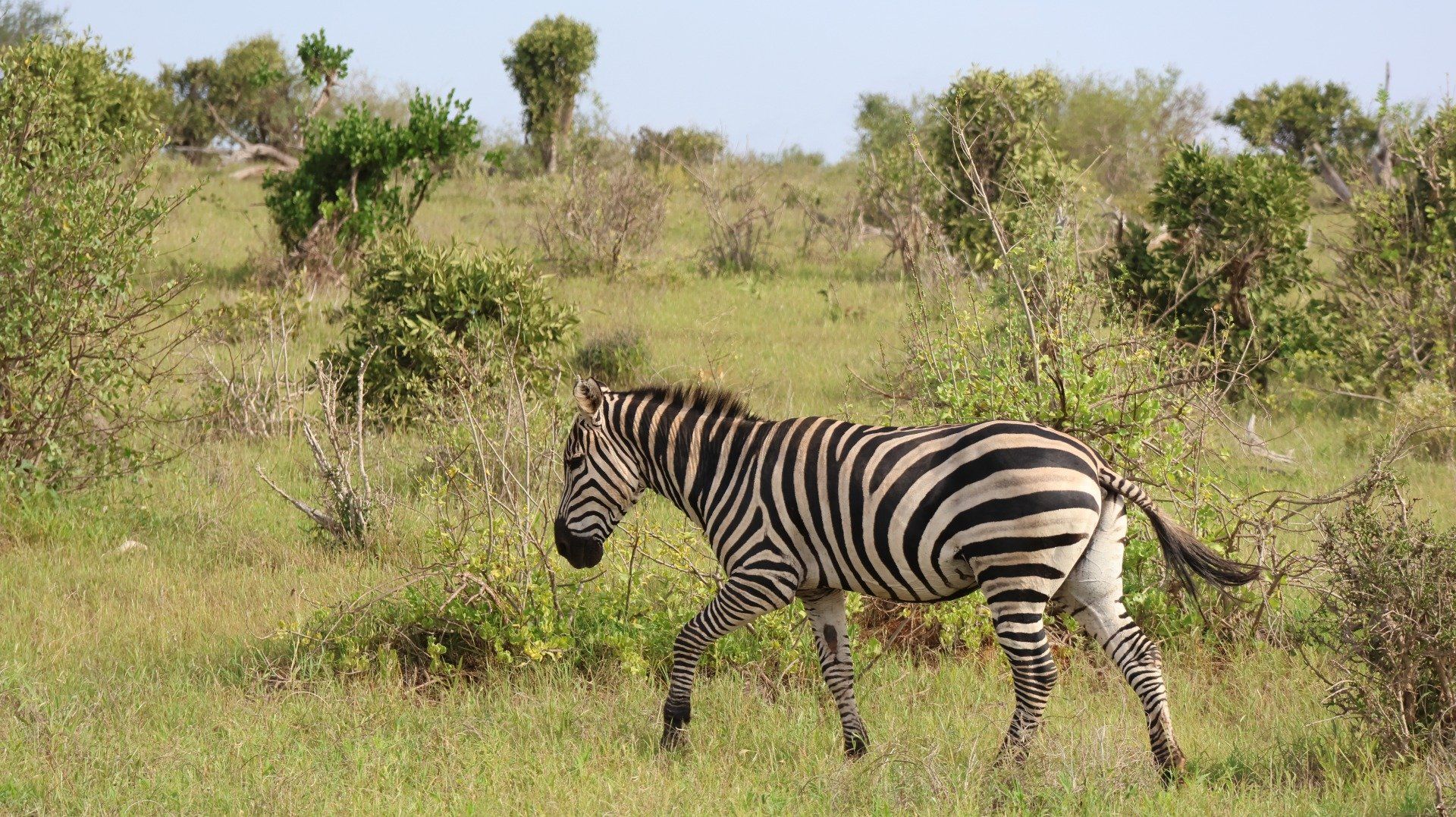 4 Days / 3 Nights Tsavo East & Tsavo West Luxury Safari